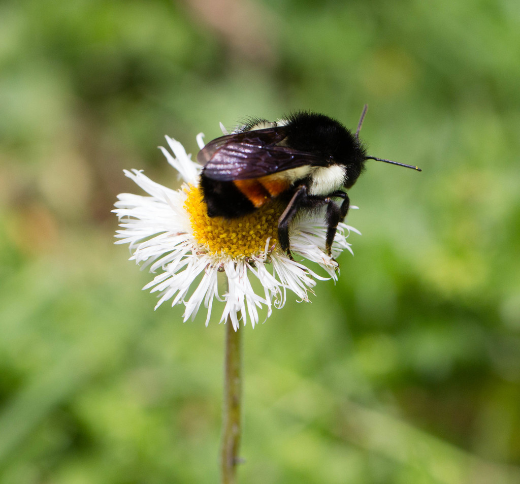 Mesoamerican Bumble Bee (Bombus ephippiatus) · iNaturalist