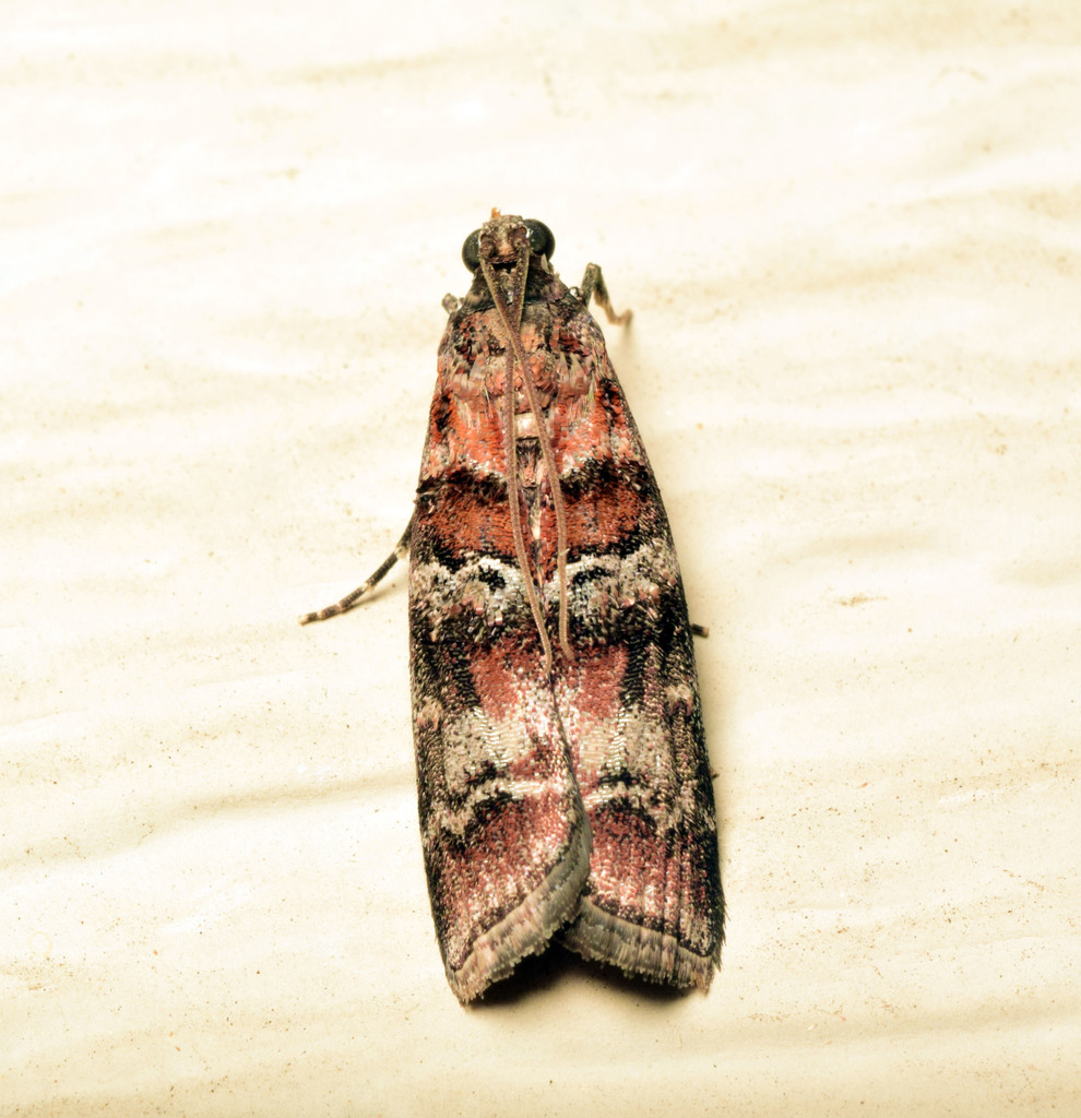 Pine cambium borer