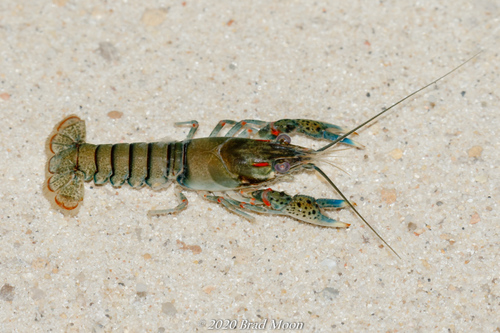 Orconectes maletae