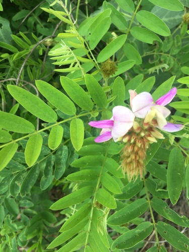 Tephrosia thurberi