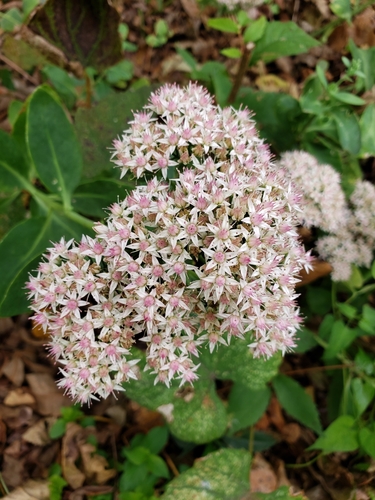 Hylotelephium erythrostictum (Miq.) H.Ohba