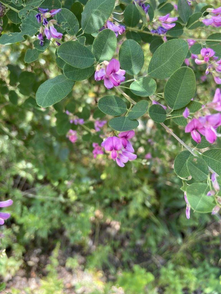 shrub lespedeza from Downing St, Plymouth, PA, US on September 13, 2020 ...