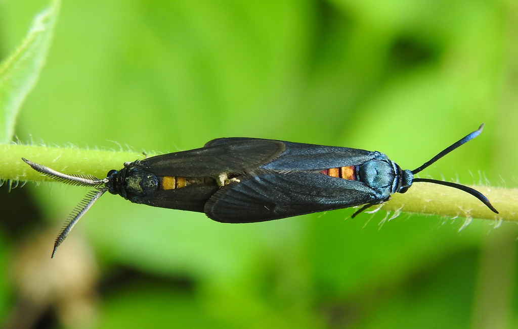 Callizygaena from Kuliyata, West Bengal 721441, India on September 4 ...