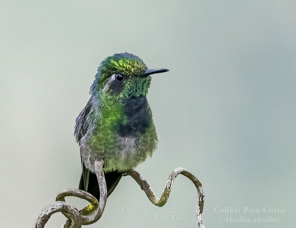 emerald  chinned hummingbird