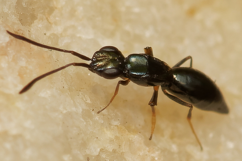 Calymmochilus