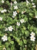 Bacopa - Photo (c) birdladyloubs, all rights reserved