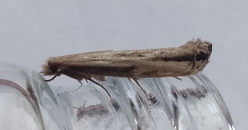 Erechthias hemiclistra