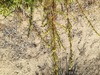 Artemisia campestris variabilis - Photo (c) Giovanni Spampinato, all rights reserved, uploaded by Giovanni Spampinato