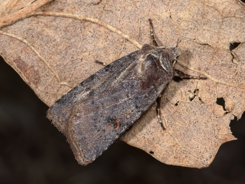 Cerastis faceta Treitschke, 1835