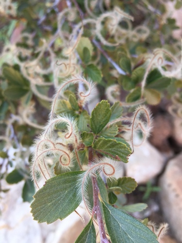Alderleaf Mountain Mahogany