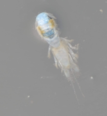 Neotrypaea californiensis image
