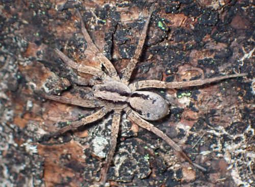 Drumming Sword Wolf Spider