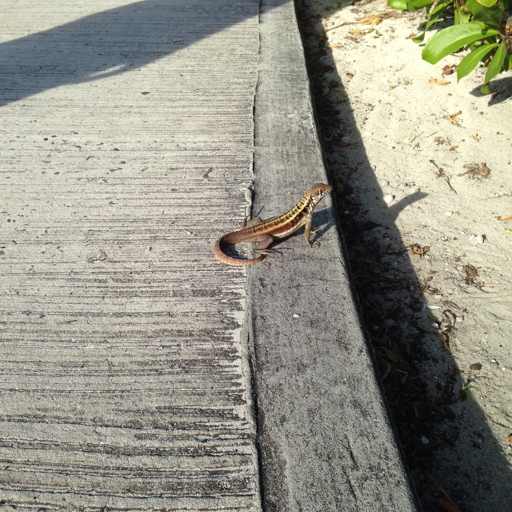 Turks And Caicos Curlytail