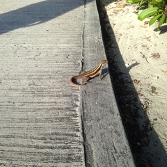 Turks And Caicos Curlytail