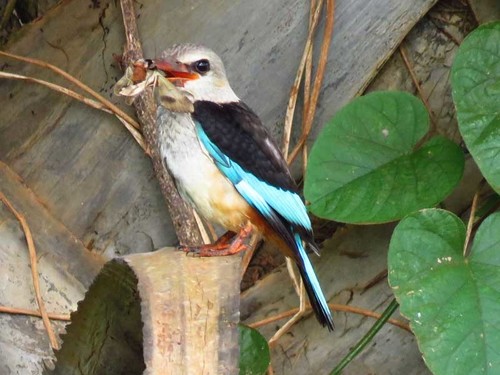 Gray-headed Kingfisher