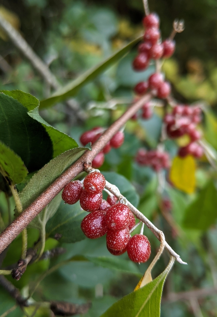 Elaeagnus umbellata