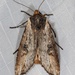Acadian Swordgrass Moth - Photo (c) naturecandids, all rights reserved, uploaded by naturecandids