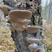 火木層孔菌 - Photo 由 Dana Burdick 所上傳的 (c) Dana Burdick，保留所有權利