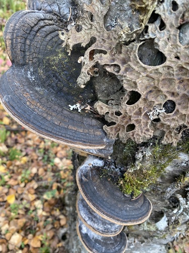 Willow Bracket