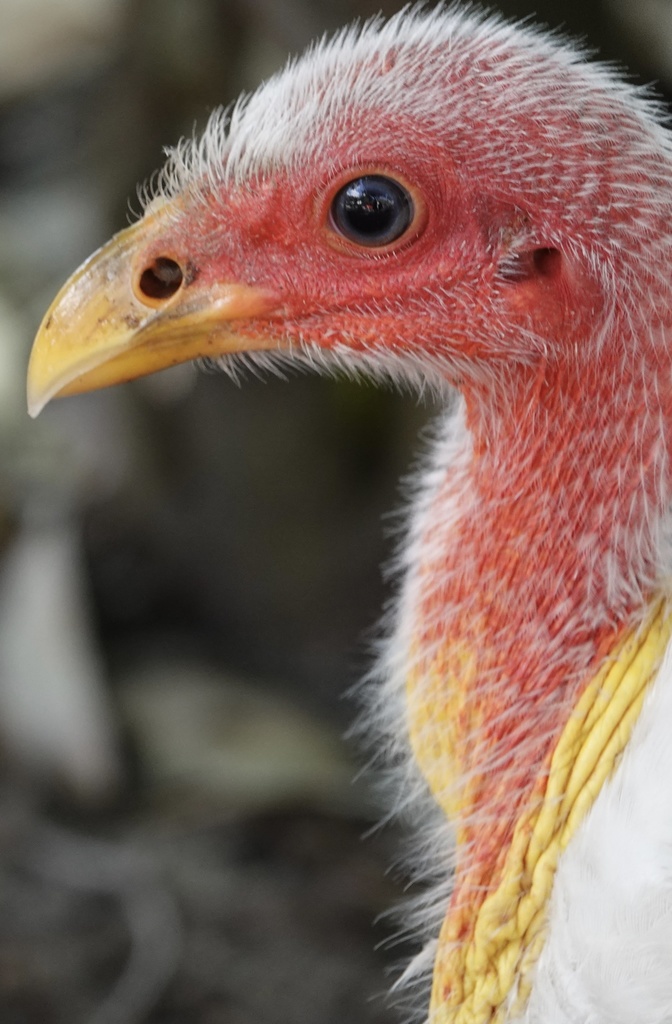 Australian Brushturkey