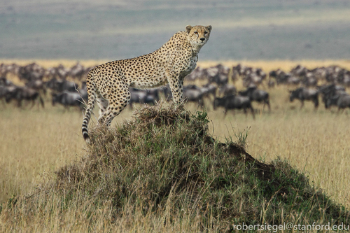 Cheetah