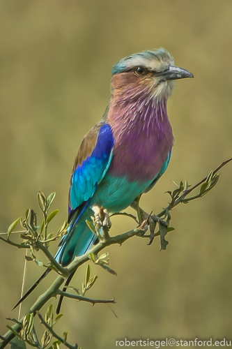 Lilac-breasted Roller