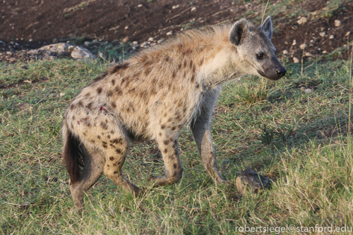 Spotted Hyena