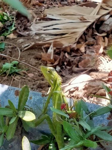 Great Crested Canopy Lizard