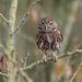 Peruvian Pygmy-Owl - Photo (c) TroyEcol, all rights reserved, uploaded by TroyEcol