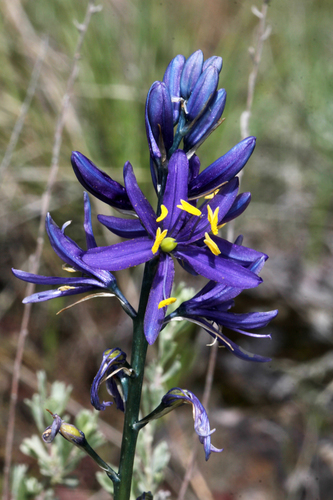 Camassia quamash