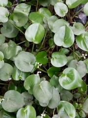 Image of Heteranthera callifolia