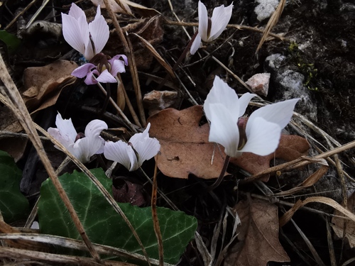 Cyclamen intaminatum