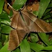 Tropical Swallowtail Moth - Photo (c) Roger C. Kendrick, all rights reserved