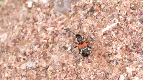 Mastax latefasciata · iNaturalist