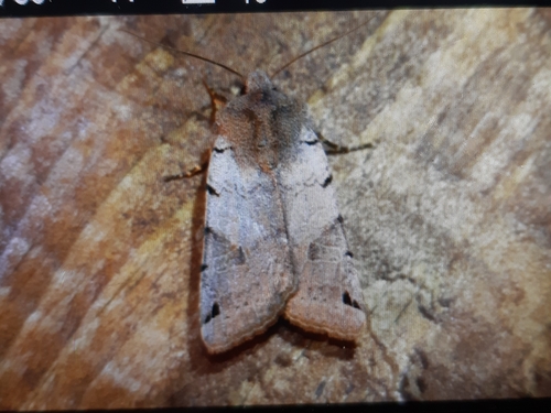 Brown-spot Pinion