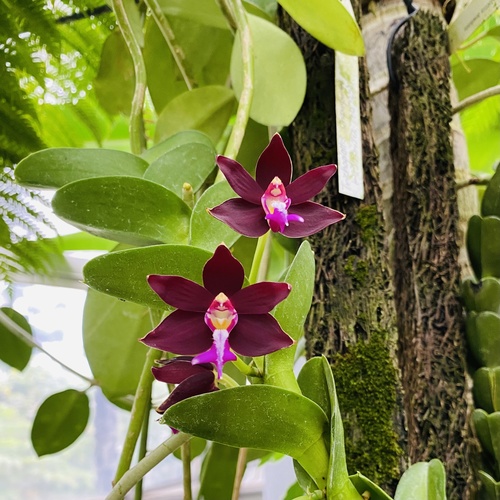 Branched Trichoglottis