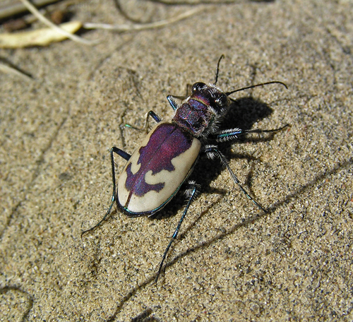 Big Sand Tiger Beetle
