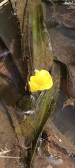 Image of Ottelia ulvifolia
