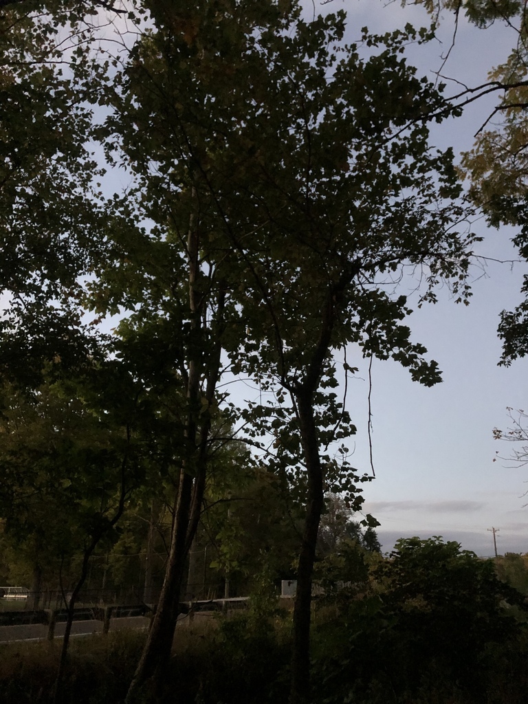 Eastern Cottonwood from Bonham Rd, Oxford, OH, US on October 1, 2020 at