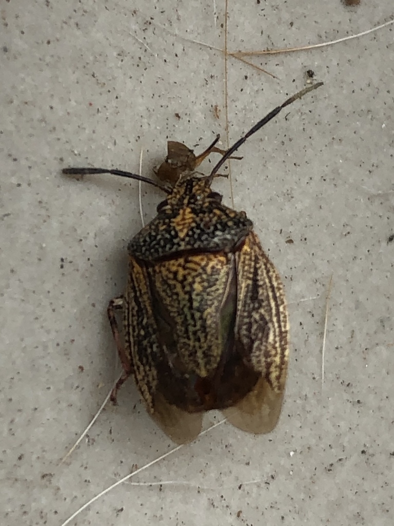 Antiteuchus sepulcralis from Rua Santos Dumont, Duque de Caxias, RJ, BR ...