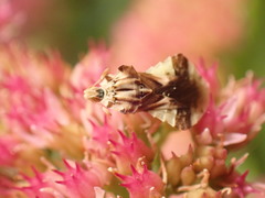 Phymata fasciata image