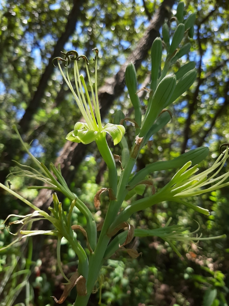 Manfreda longibracteata