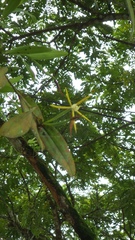 Epidendrum buenaventurae image