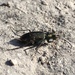 Grass-runner Tiger Beetle - Photo (c) gshinton, all rights reserved