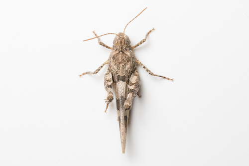 Scarlet Band-winged Grasshopper