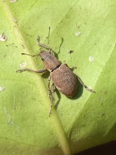 Fuller's rose weevil