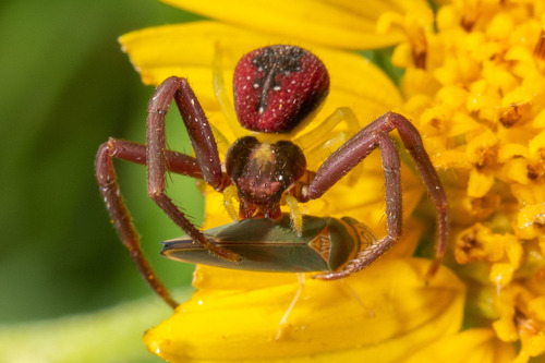 Mecaphesa dubia