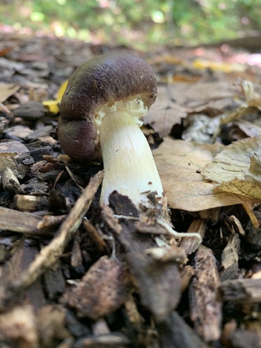 Wine-cap Stropharia