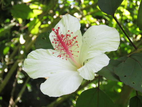 Hibiscus waimeae ssp. waimeae