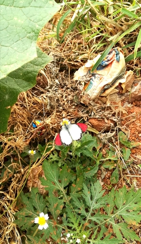 Banded Scarlet Tip